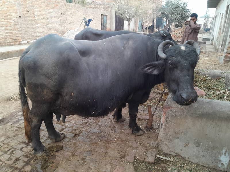 بھینس فار سیل 3