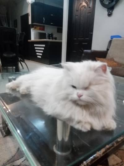 Persian female adult cat