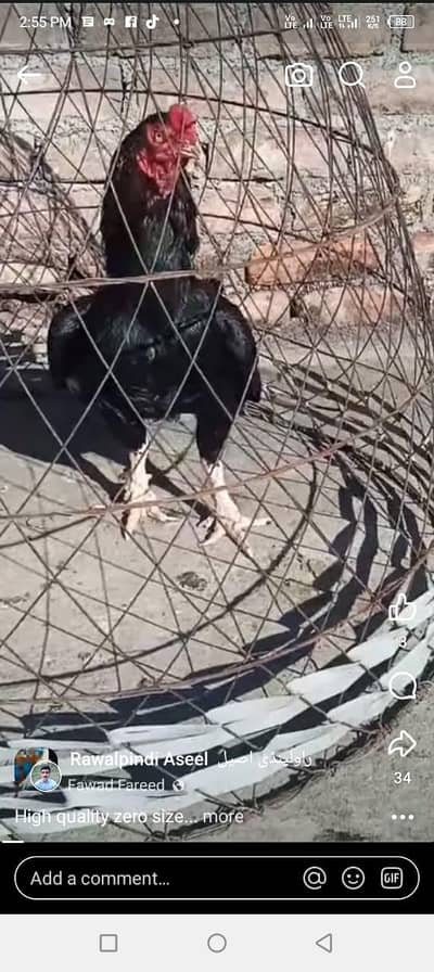 aseel miamwali zero size male or 2 females