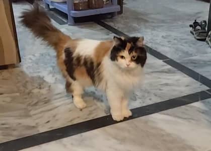Pure Persian Cat for Sale – Healthy & Playful  .