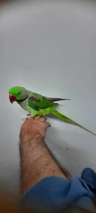 Super Tammed Raa. Parrot