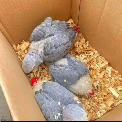 African grey parrot for sale 2 month age