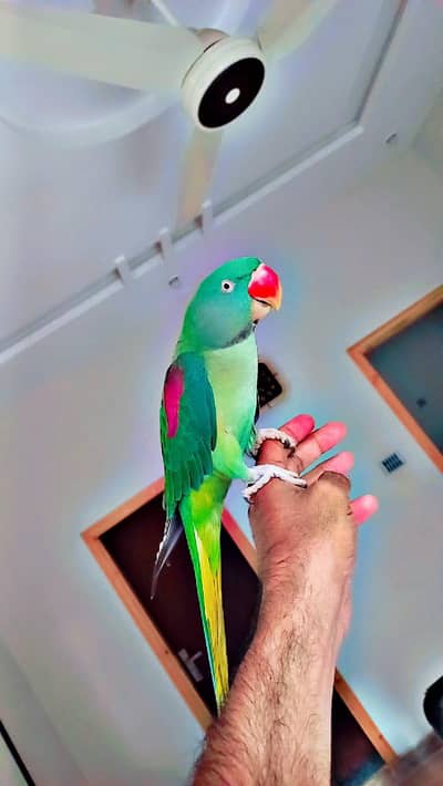 I'm selling my parrot