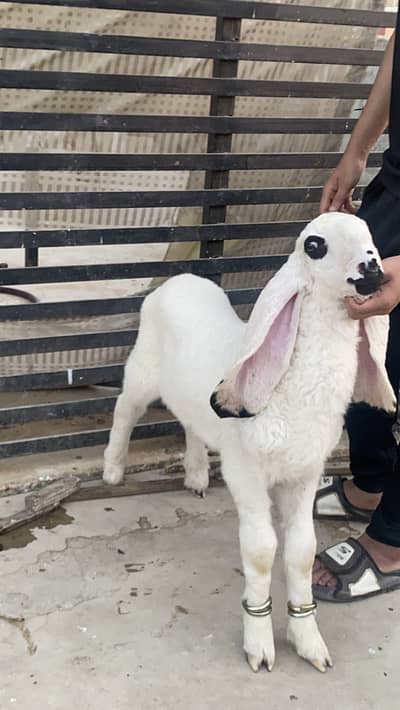 MASHALLAH KAJLA MALE HALTHY ACTIVE DOUBLE HADDI