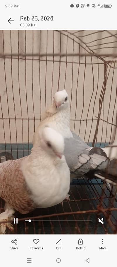 2 sentinent pairs for sale