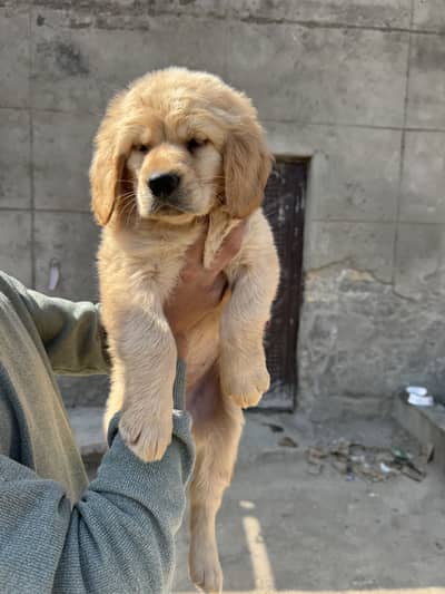 Pedigree Golden Retriever Puppies available