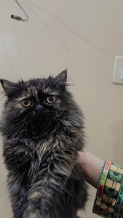 Pure Persian punch face kittens