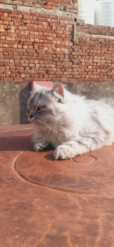 Persian cat