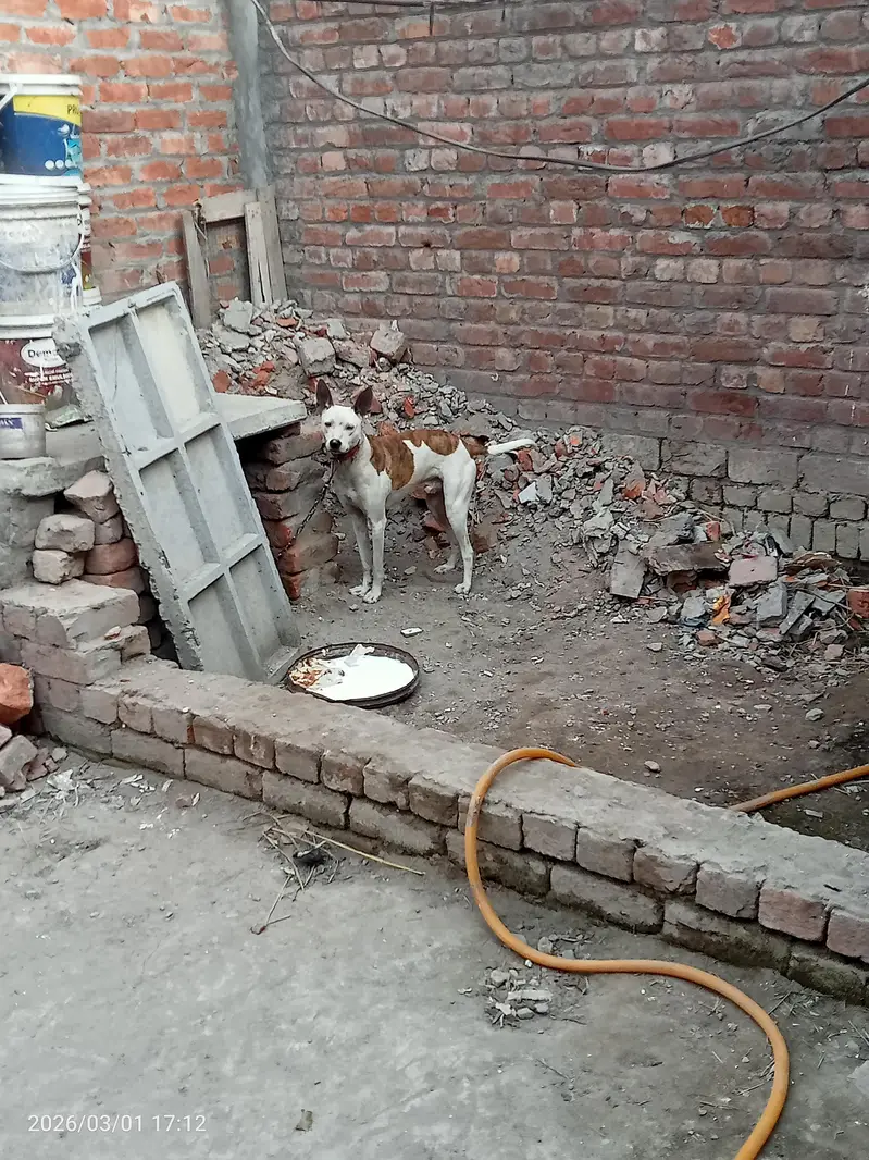 Gulteir Dog — photo 5