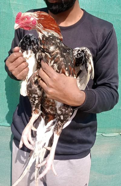 Amroha plus Marathi Cross Patha