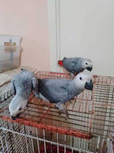 African grey
