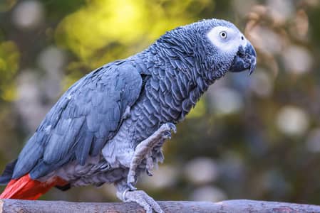 African grey parrot for sale 2 years ago