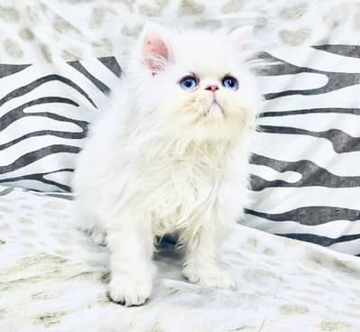 Top CFA Bloodline Blue Eyes Peke kitten