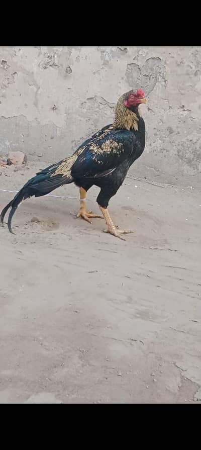 Mainwali aseel for sale