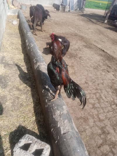 Thai aseel cross patha