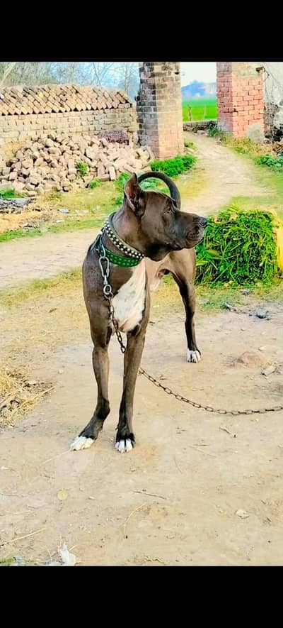 Bully Dog "Power"