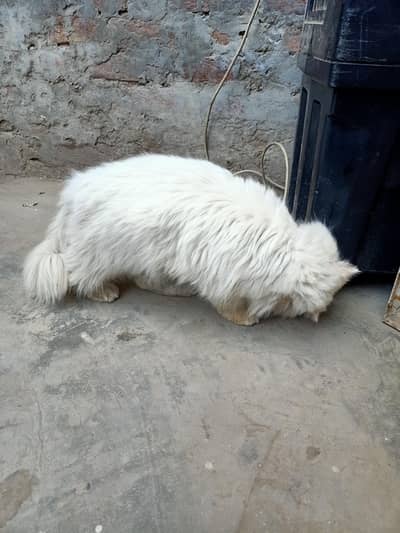 all ok colour white brown eyes