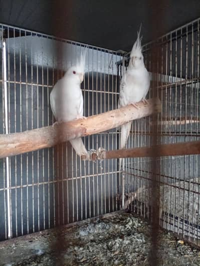 cocktail pire available for sale