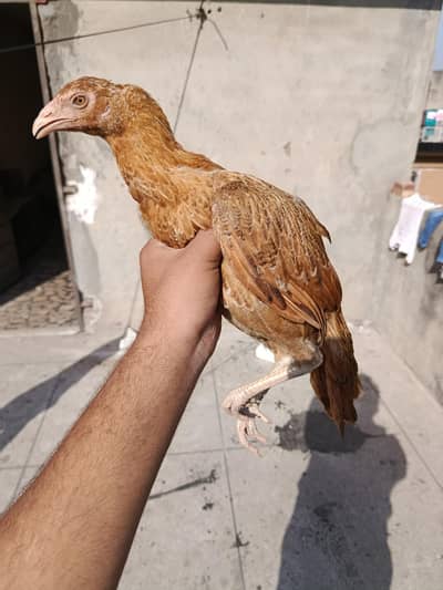 high class sindhi pathi