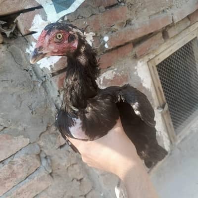 walati kras ma ha . . . bhot achi margi ha . . . . . . . . nasli ha  03280821149