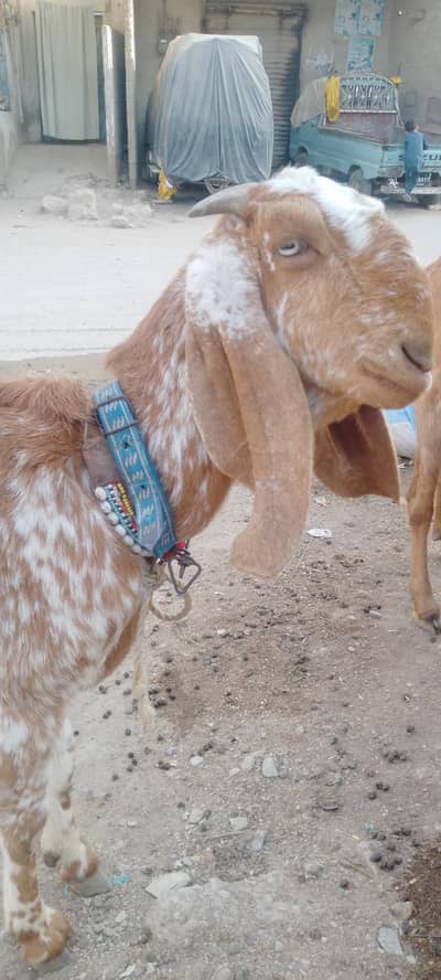 04 Dant makhi china bakri acha doodh hai