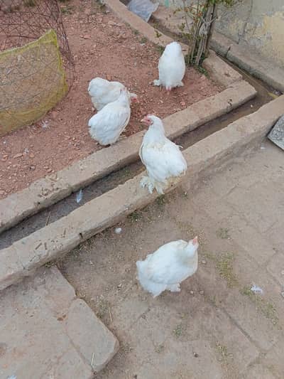 White bantam bareeder females and pairs