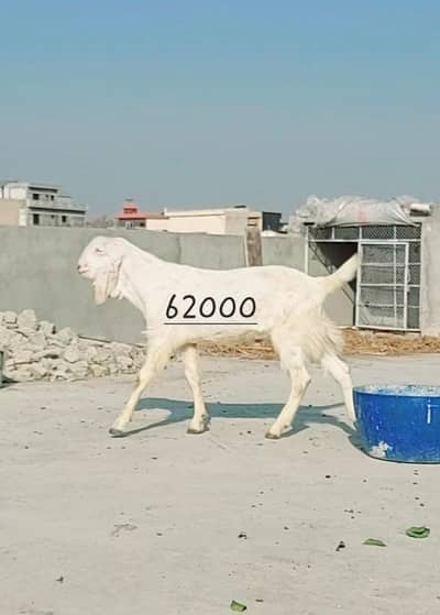 Healthy and Active Bakry