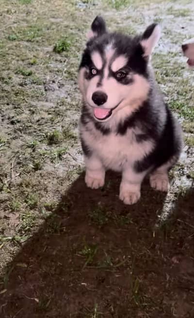 Siberian husky puppies