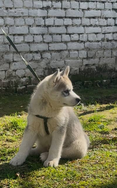 Siberian husky puppies