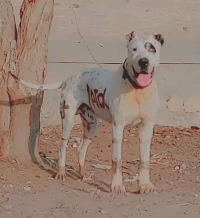 bully Golden mail for sale