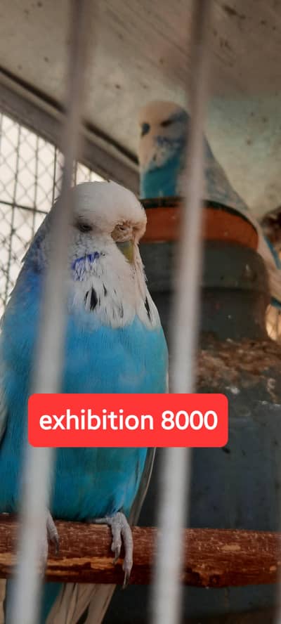exhibition tufted rainbow Australian red eye budgies and dove