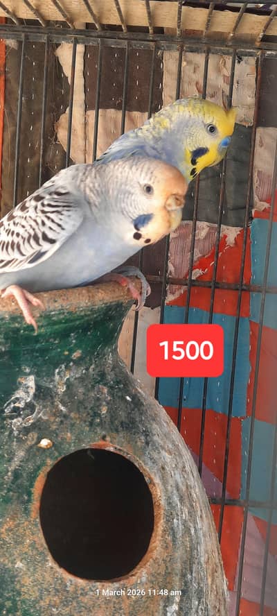 exhibition tufted rainbow Australian red eye budgies and dove