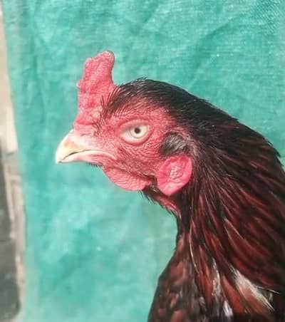 Aseel Pair (High Quality)