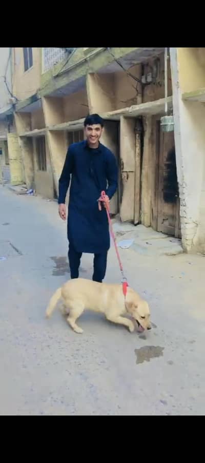 British Labrador dog