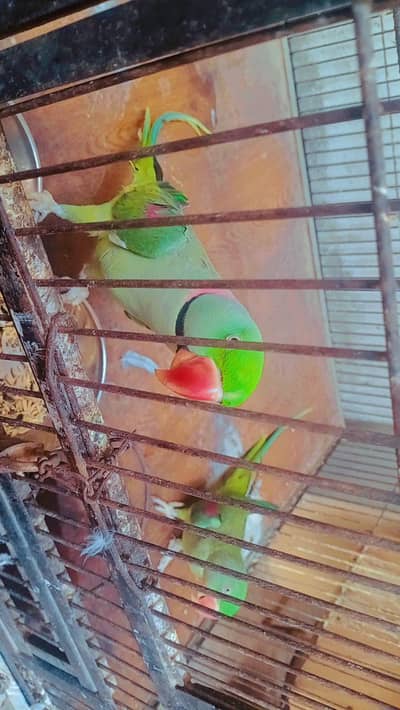 breedr pair 03038180718 whatsapp