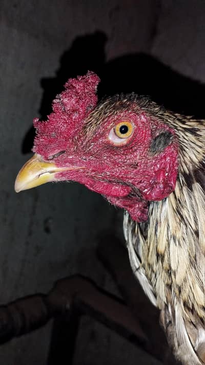 Pure thai burmi Top quality Male