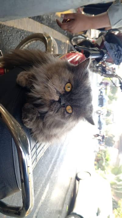 Persian Grey Long Hair fully Punch Fcae
