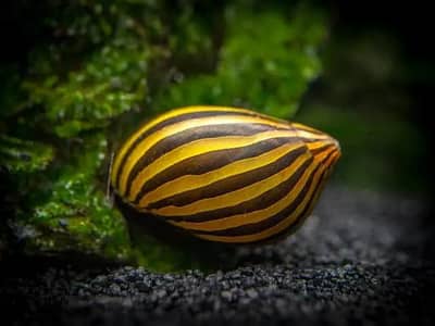 Nerite Snails