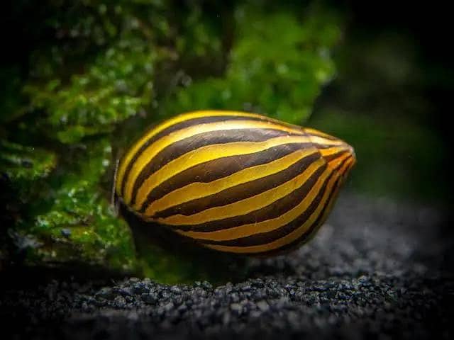 Nerite Snails 0