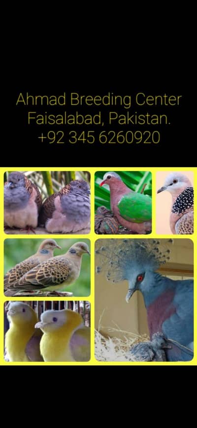Bar Shoulder Dove /Doves For Sale /Qumri /Fakhta /All kind of Doves