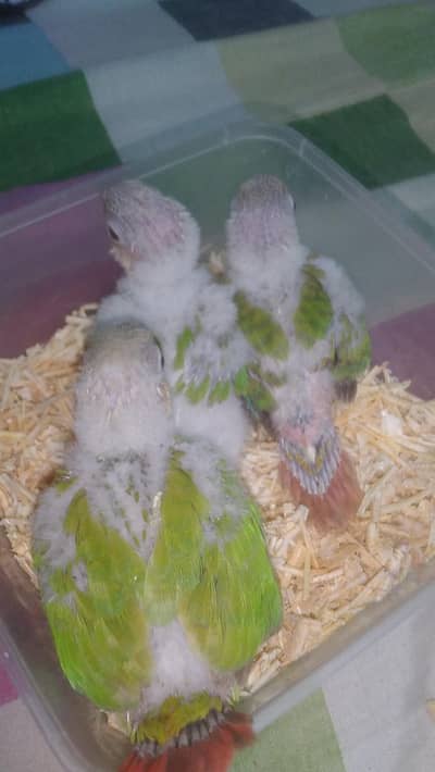pineapple conure chicks available