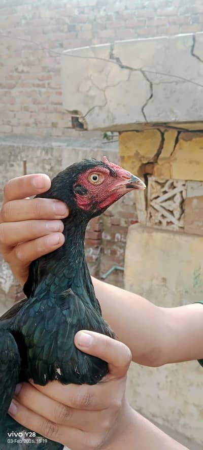 03035410000 call or whatsap