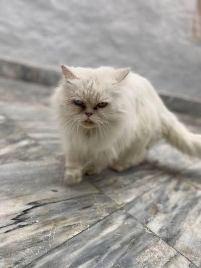 Persian cat for sale