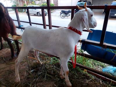 Bakra for Sale