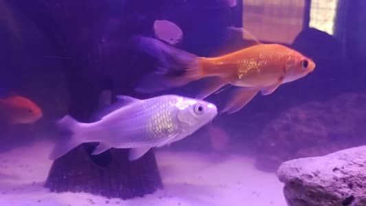 Goldfish and Diamond fishes Healthy and active