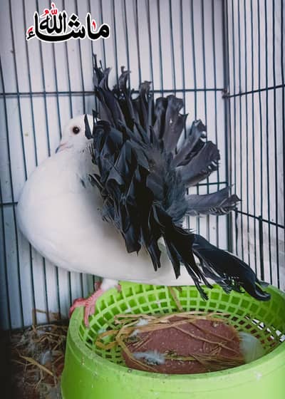 Modern Black tail Triple Tail Breder Male For sale