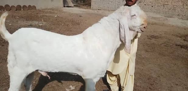 Healthy and active Bakra hai/ 03225280183