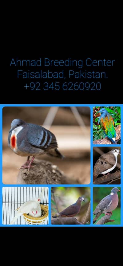 Wonga Pigeon /Doves For Sale /Qumri /Fakhta /All kind of Doves