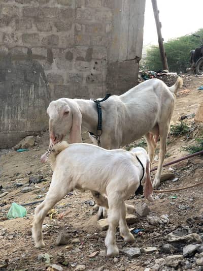 Pure Gulabi Goat  for sale