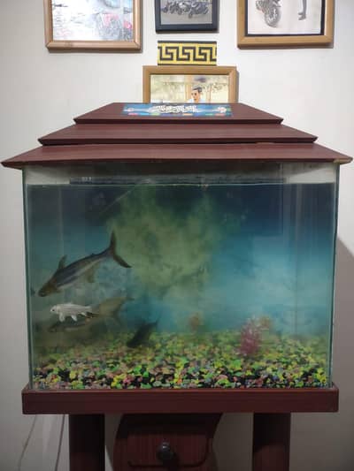 2 ft fish aquarium